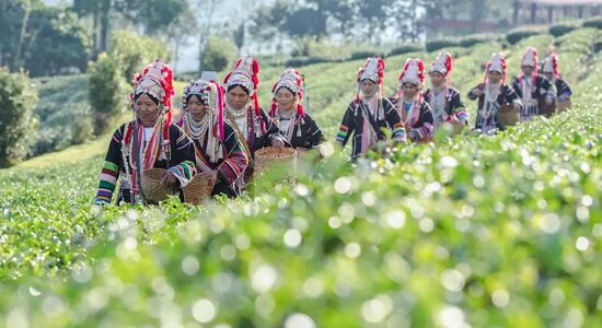 Chiang Rai Golden Triangle Eth